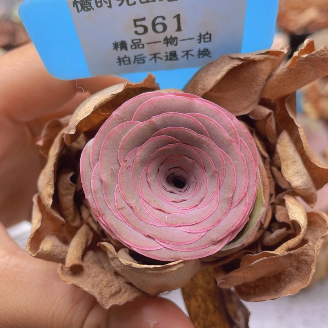 山地玫瑰561裸根发货不售后