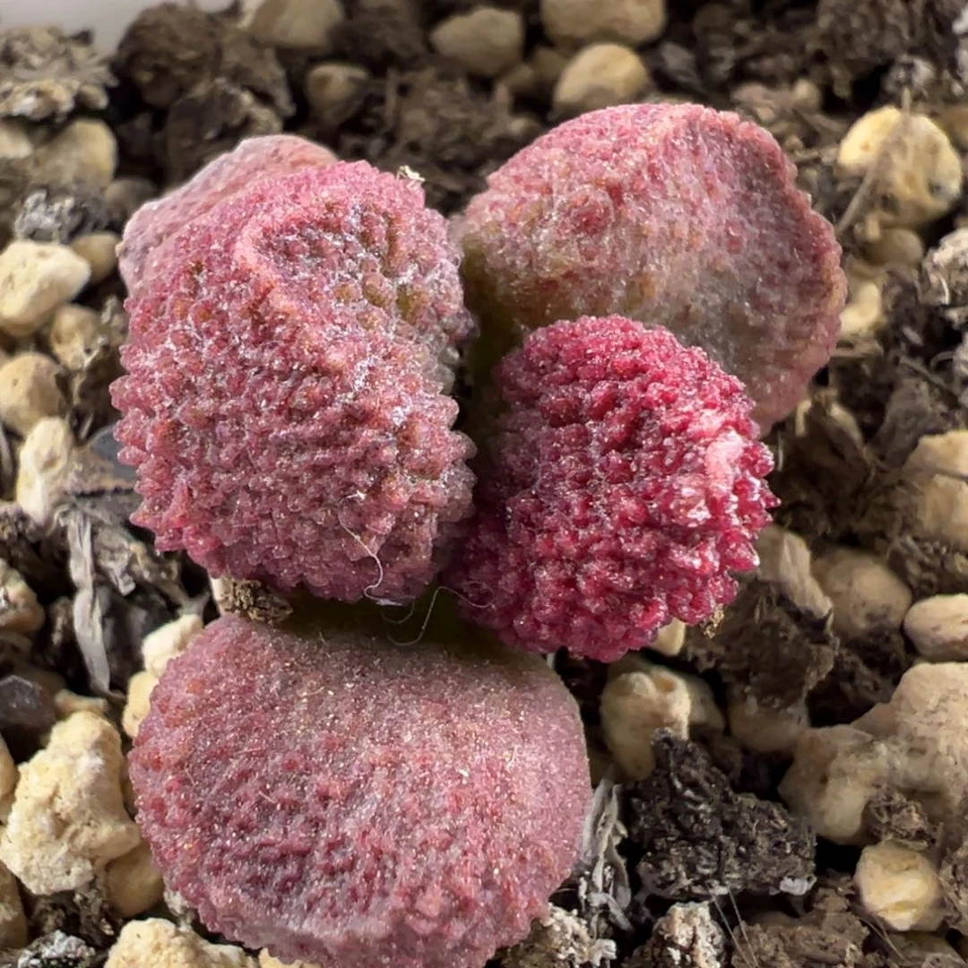 实生新品多肉植物水泡实生新品