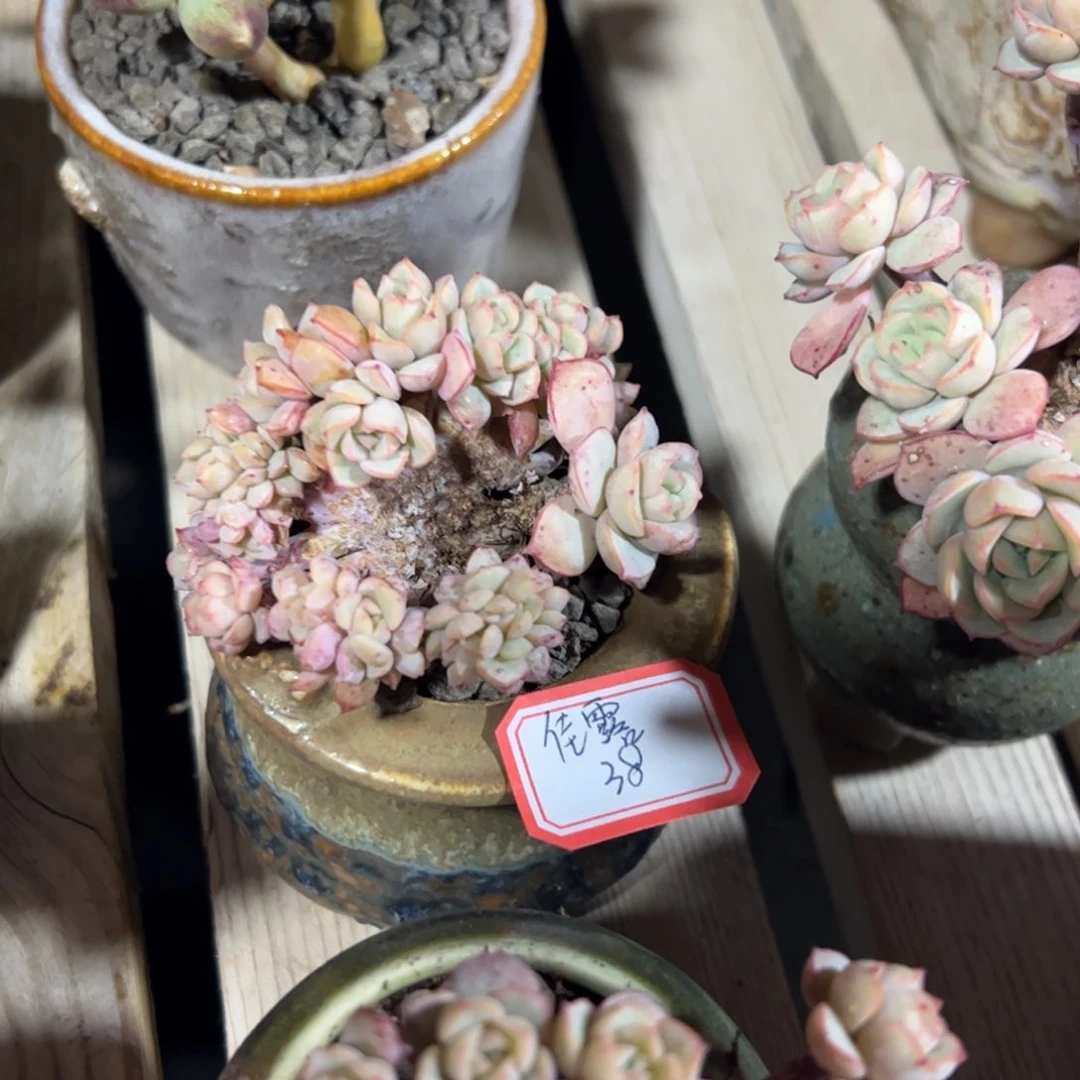 多肉植物多肉植物