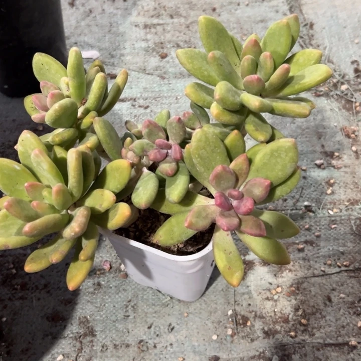 小***呀A260芒果奶一物一拍38