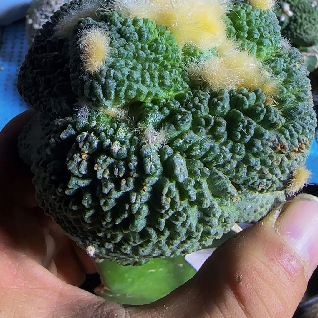 丸尤哥怒420仙人球