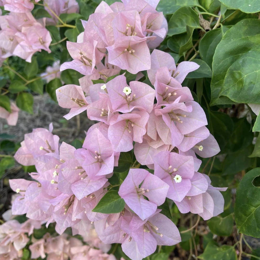 【暗斑丽人】原生勤花爬藤(花梦园)落花落叶或一个月内换盆不售后