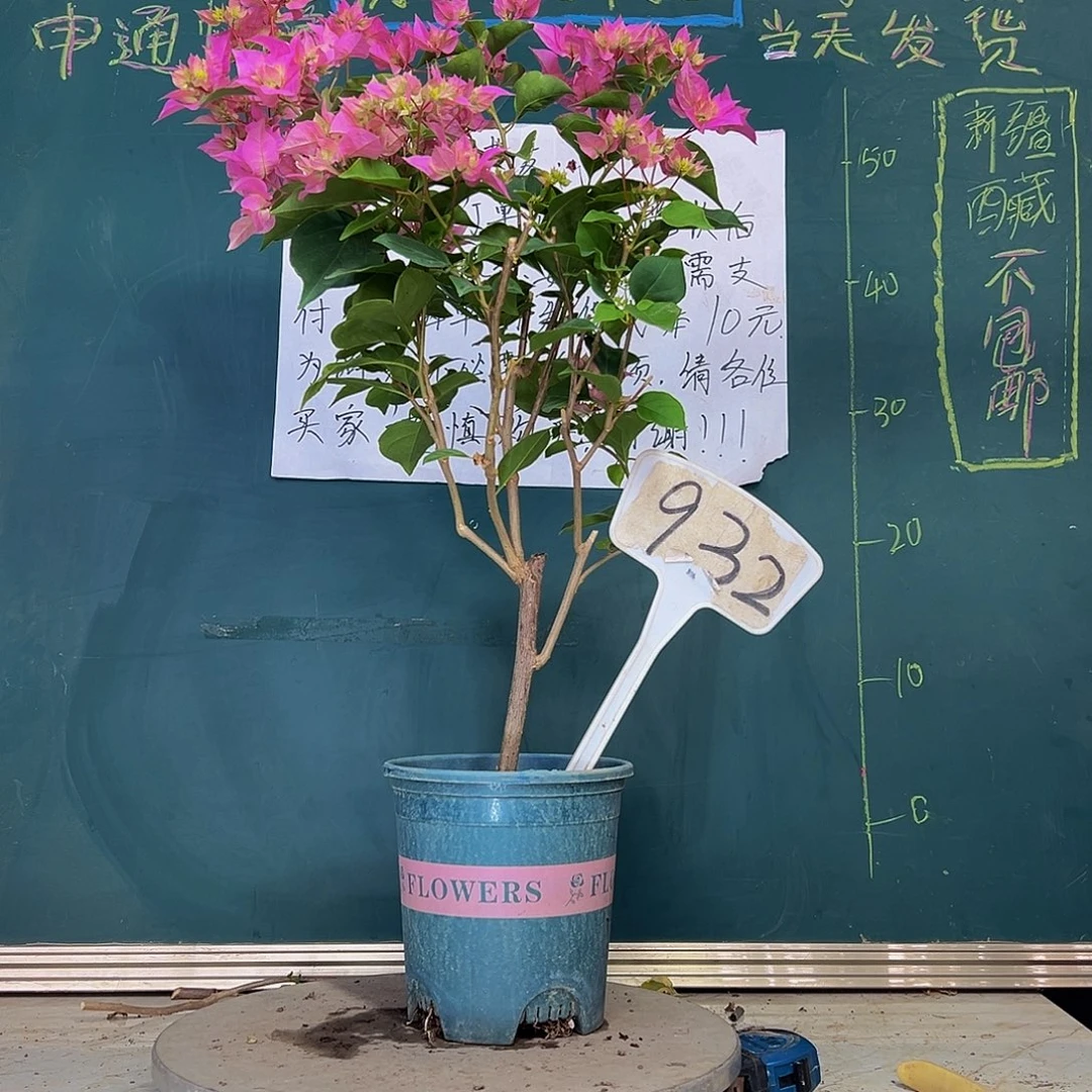 当前无花栽培后可以开花重瓣粉932