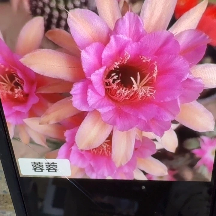 359金妞蓉蓉歪4公分左右无根侧牙，20包邮