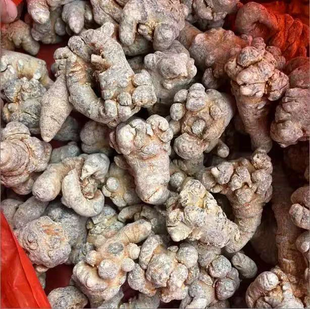 【文山三七】云南特产文山林下三七参20头