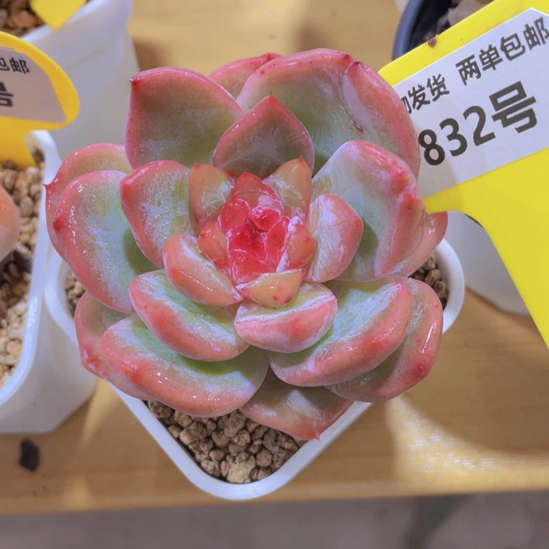 832号 宽叶粉糖心新品