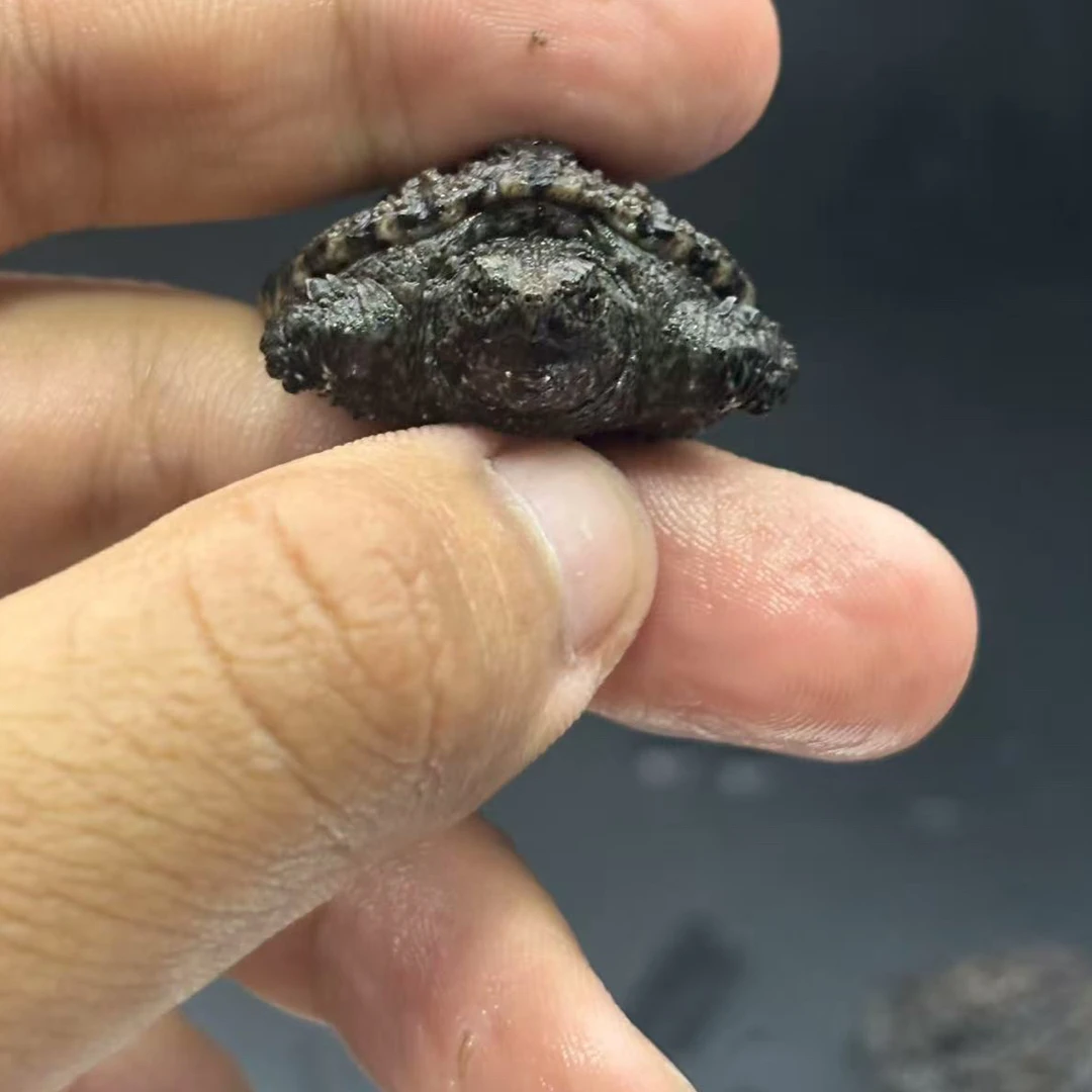 鳄龟佛鳄爆刺宽脸