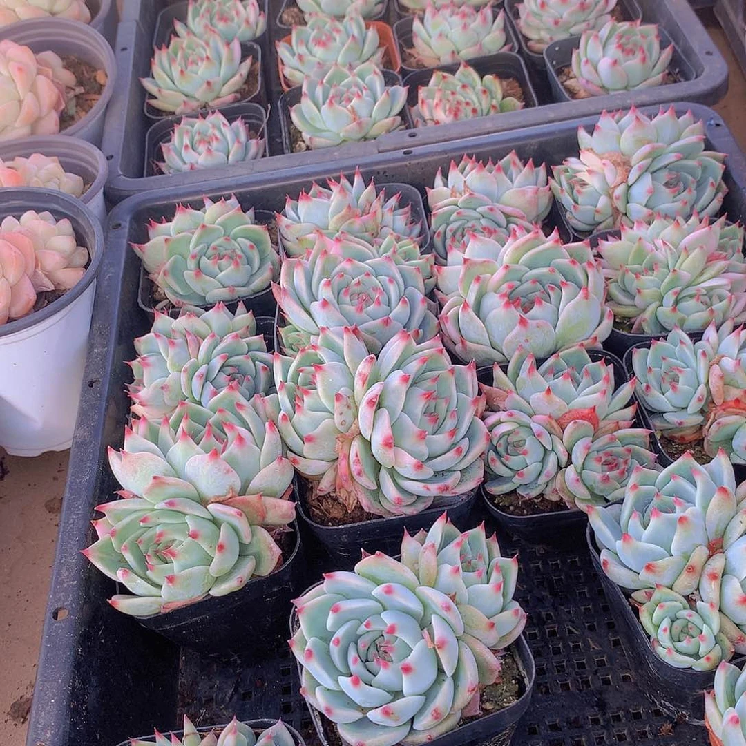 3颗娃娃捡漏1345678899000