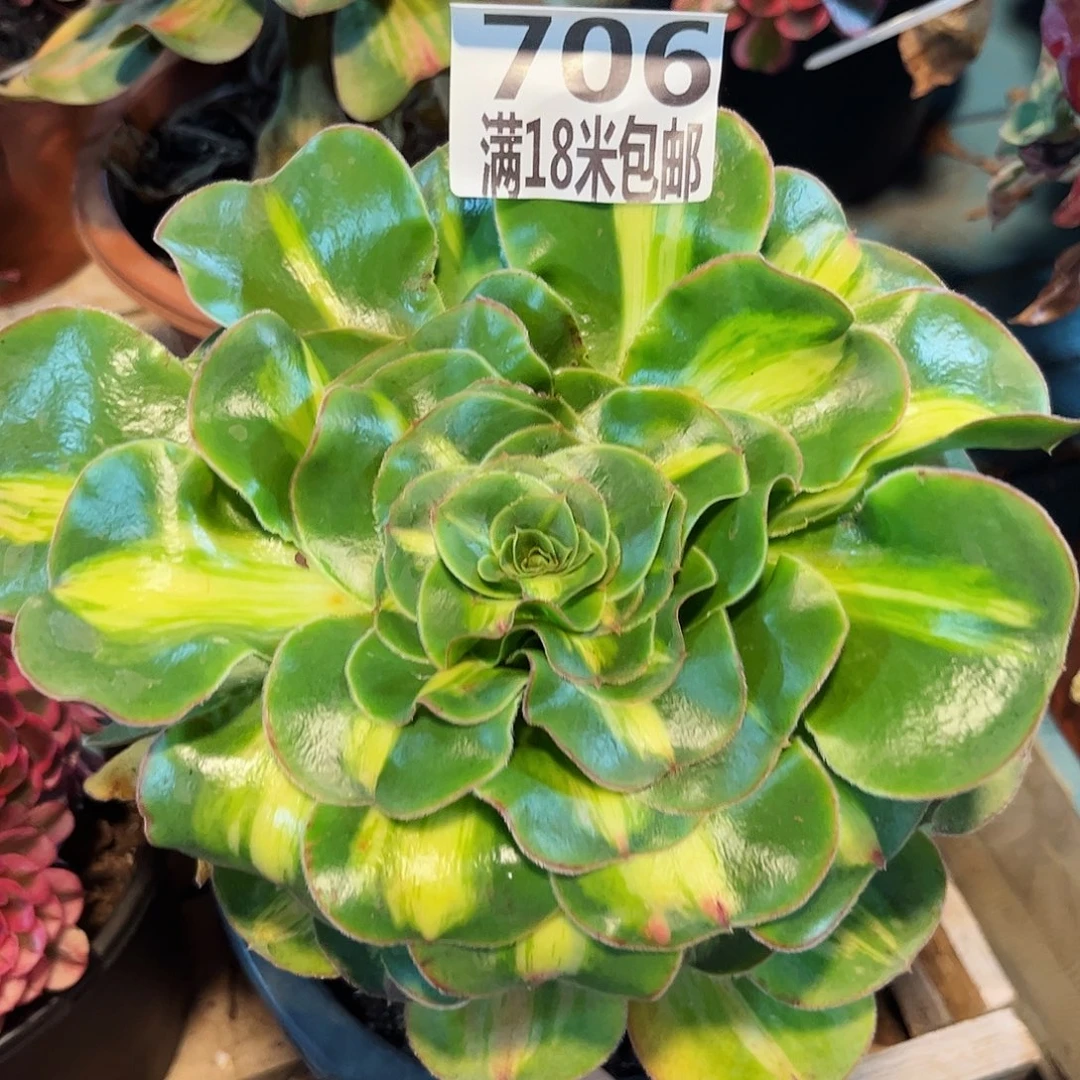 706暴君多肉发货