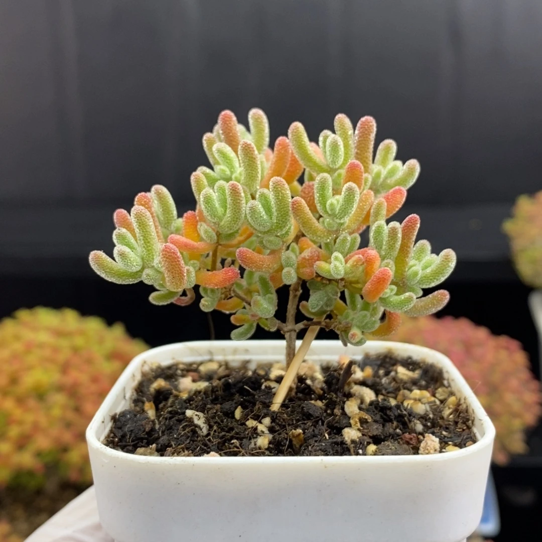 无花朵201号优选冰橙枝干