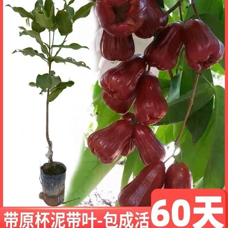 莲雾苗树苗台湾品种嫁接黑金刚南方果树苗大叶红庭院地栽带土发货