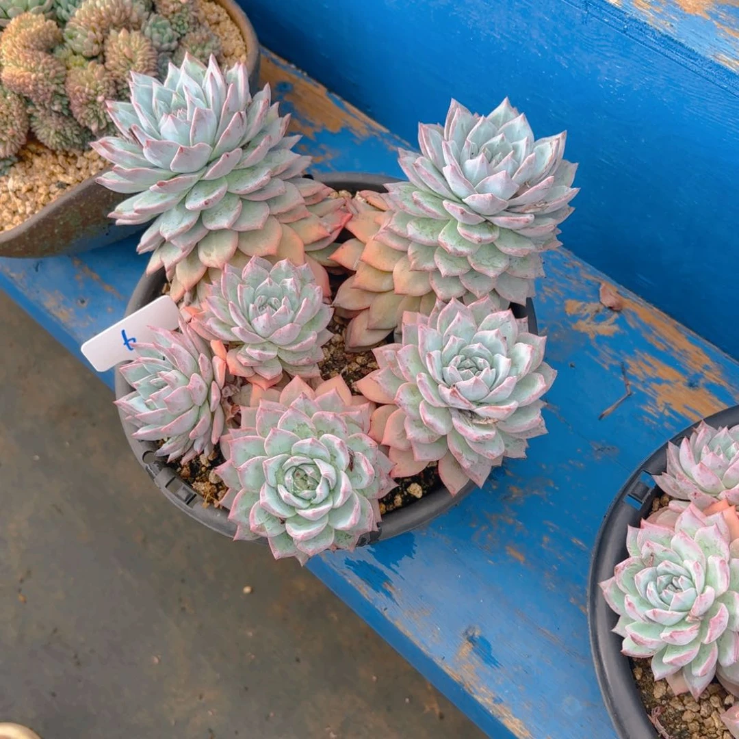 6本来鸟多肉植物的