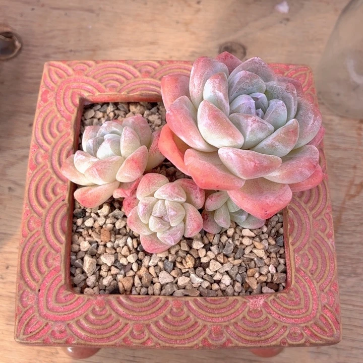 多肉植物 冰玉一物一拍-4