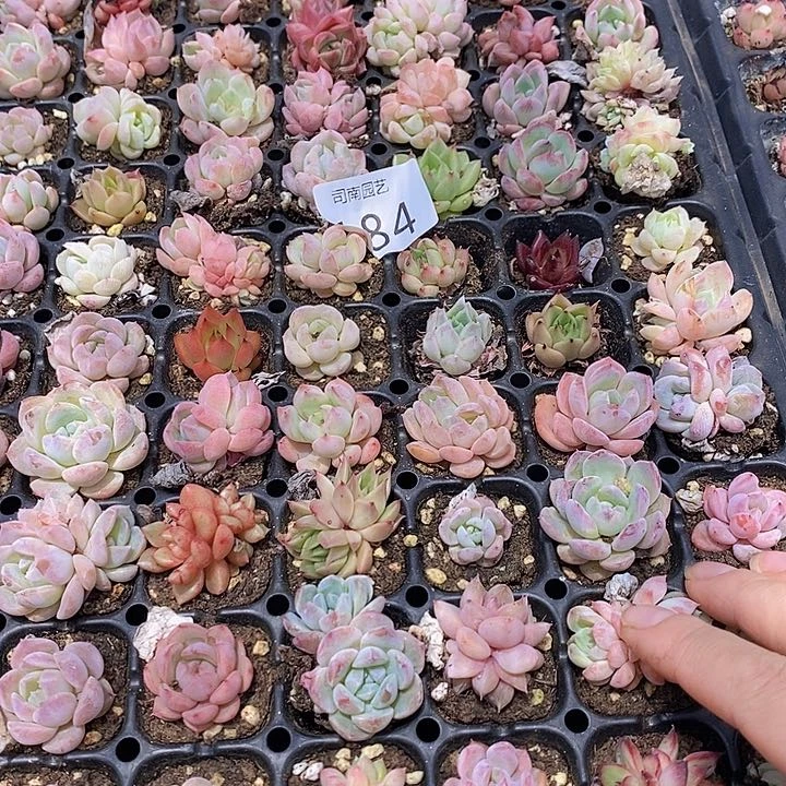 184 多肉植物盆栽花卉