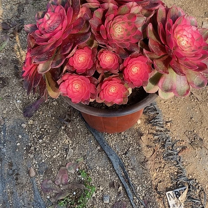 多肉植物荔枝520多肉