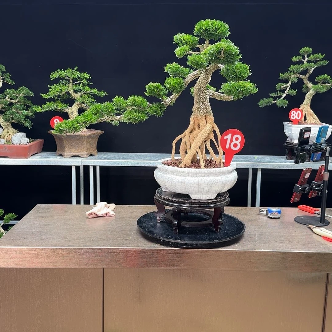 无***王无花朵黄杨黄杨黄杨黄杨