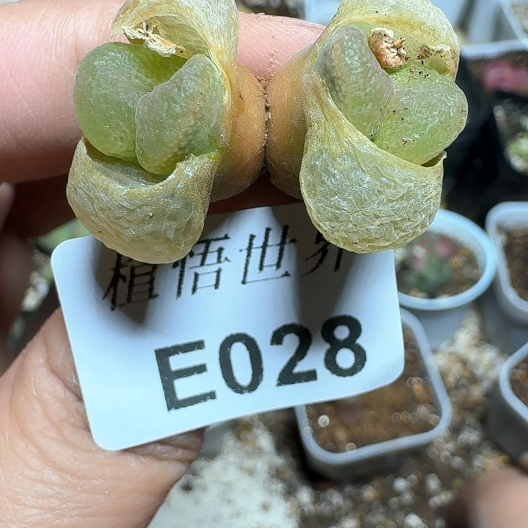 028号多肉植物哇c g