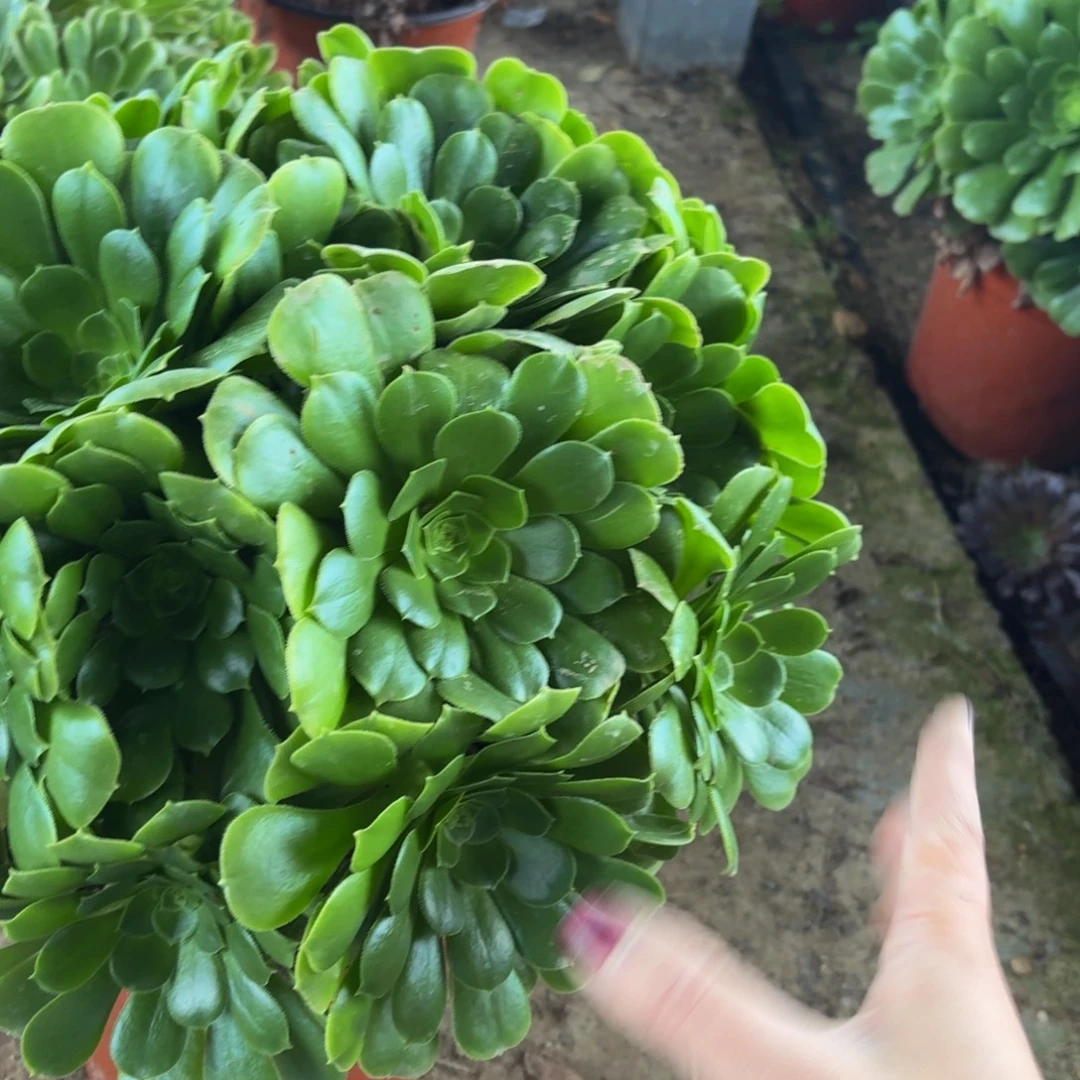 绿羊绒多肉植物捧花10多肉