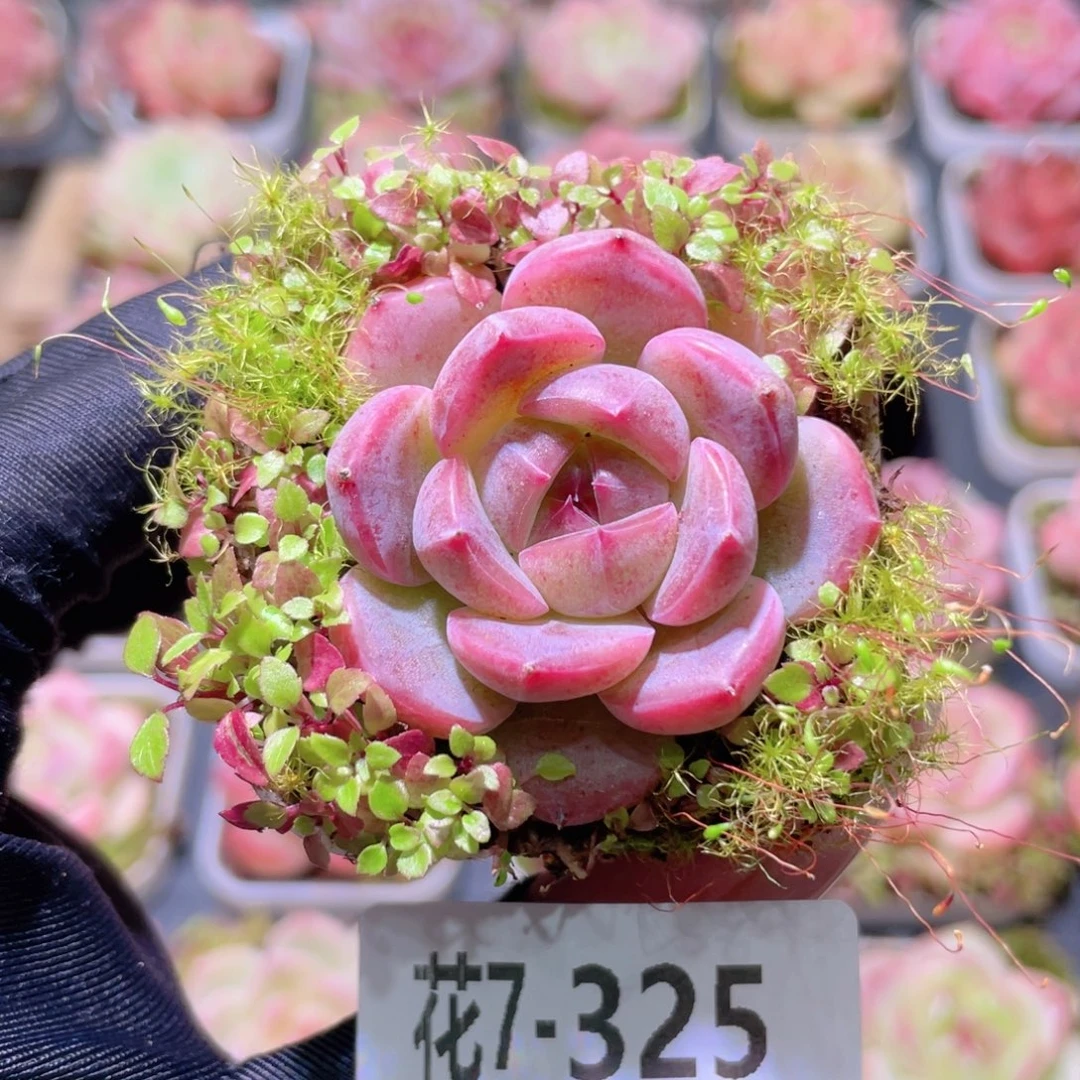 花利美7-325福利珍妮