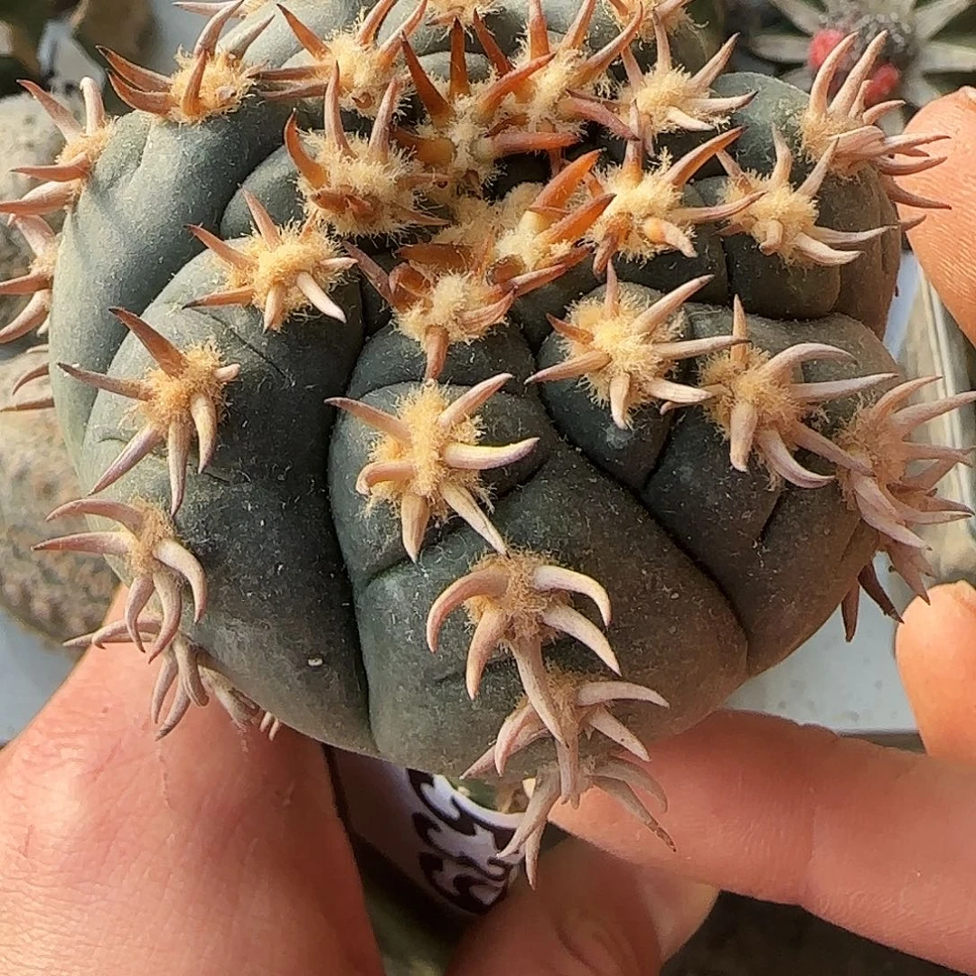 猫爪539仙人球开花