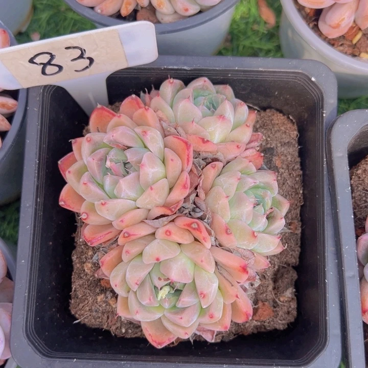 健健康康平平安安jia ren