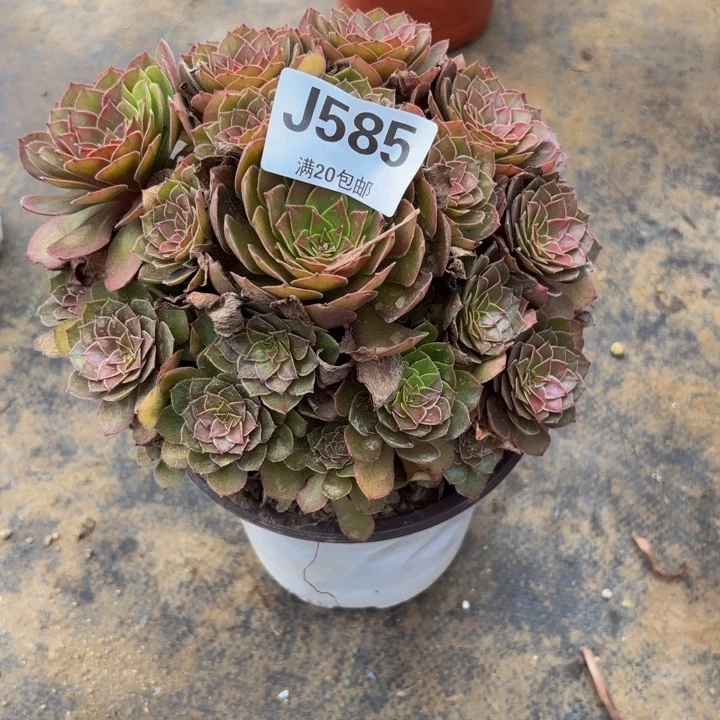 瑞妈多肉园艺585桃花石