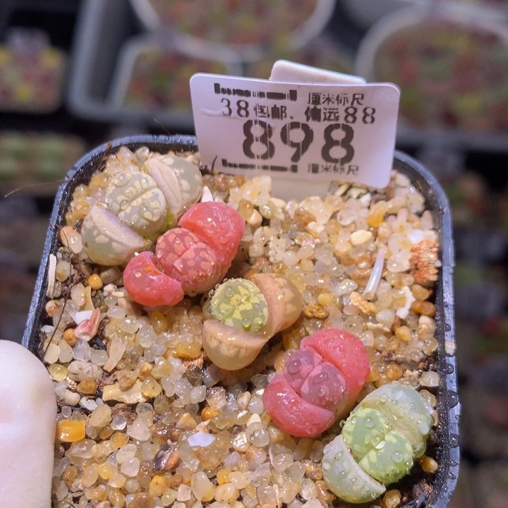 Sss精品生石花898