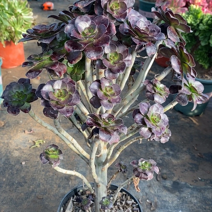 圆叶14多肉植物法师法师