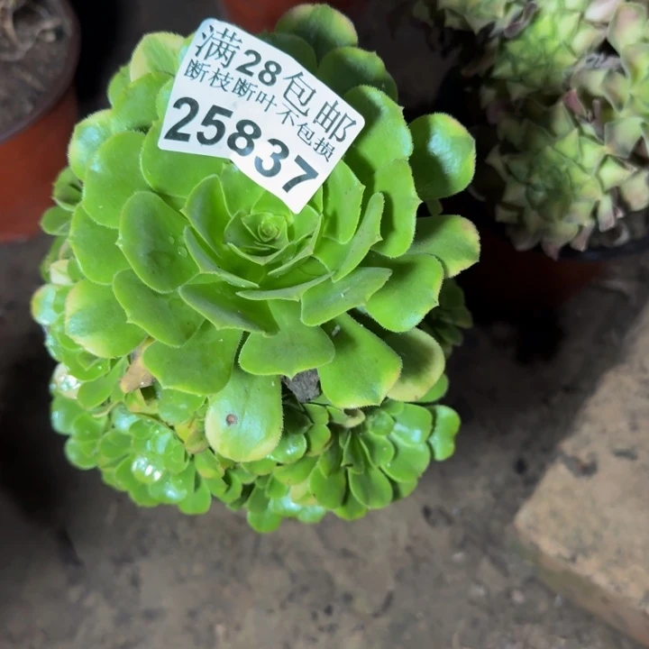 25837辛尼亚多肉植物