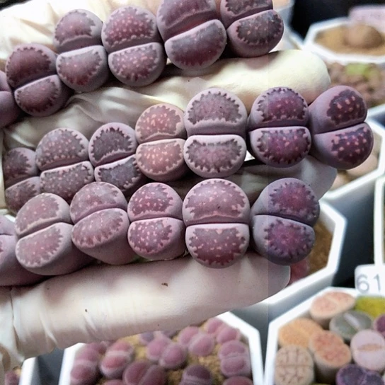 6105，1.5-1.6厘米如图