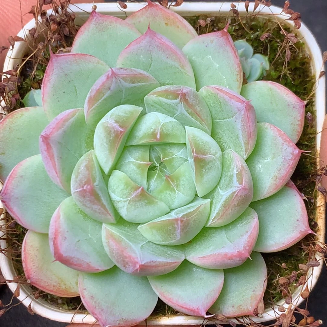 31 精品多肉一物一拍