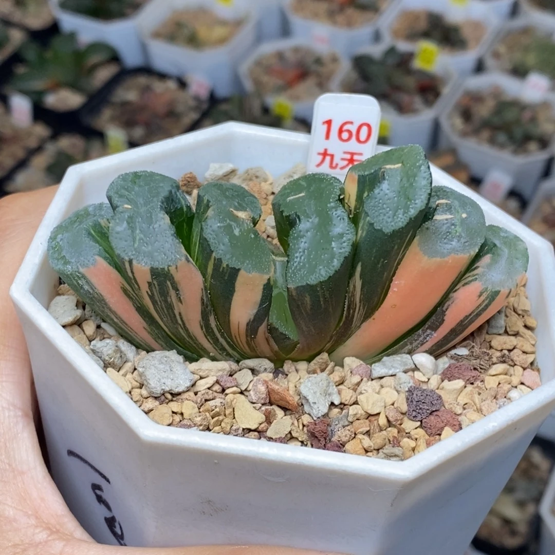 160号广重玉扇锦多肉