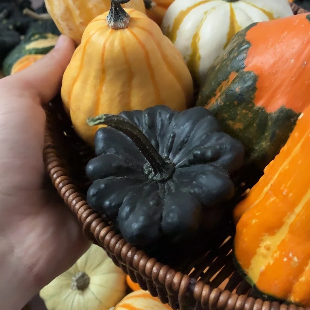 C****六个墨西哥文玩葫芦