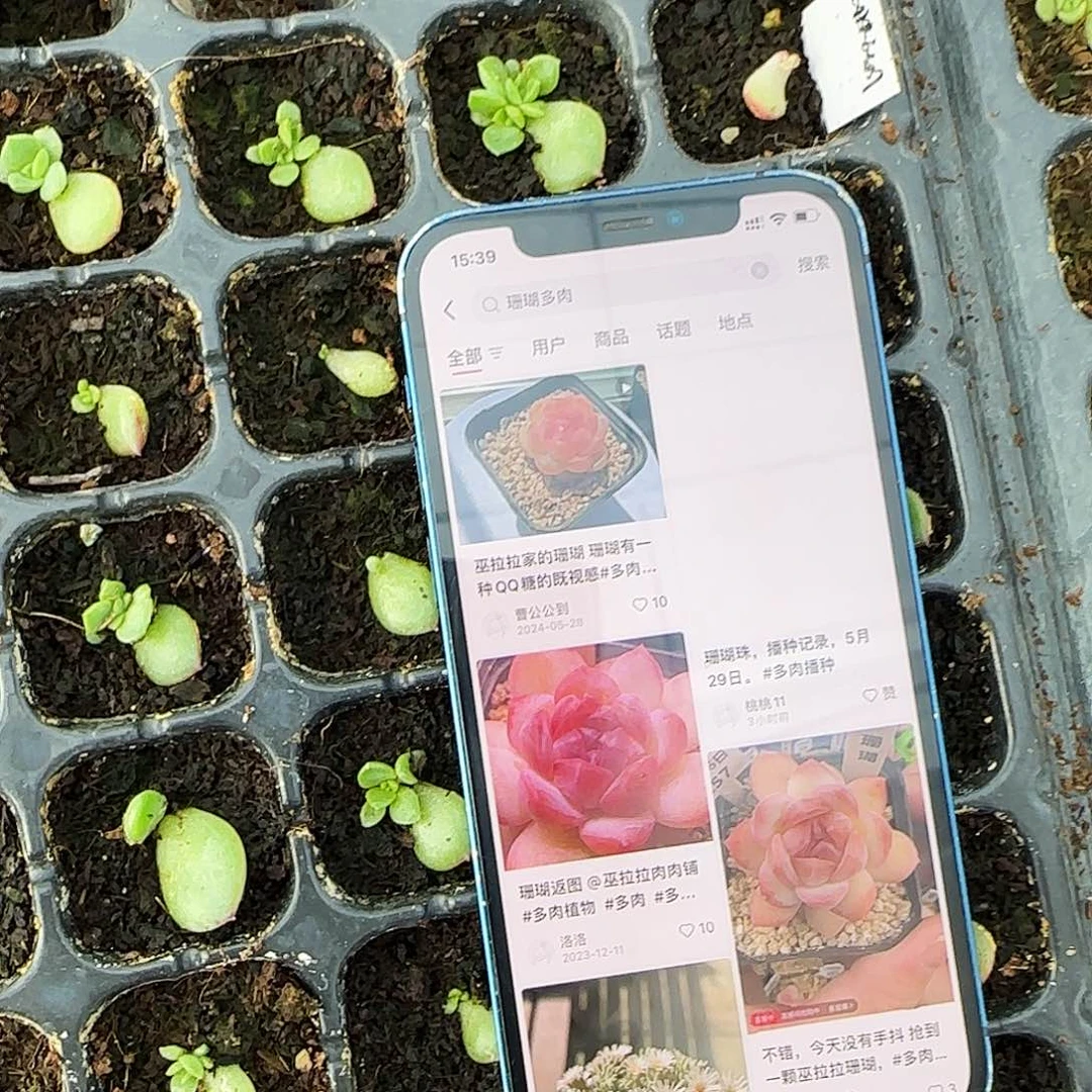 珊瑚芝麻穴8席一个满25包邮