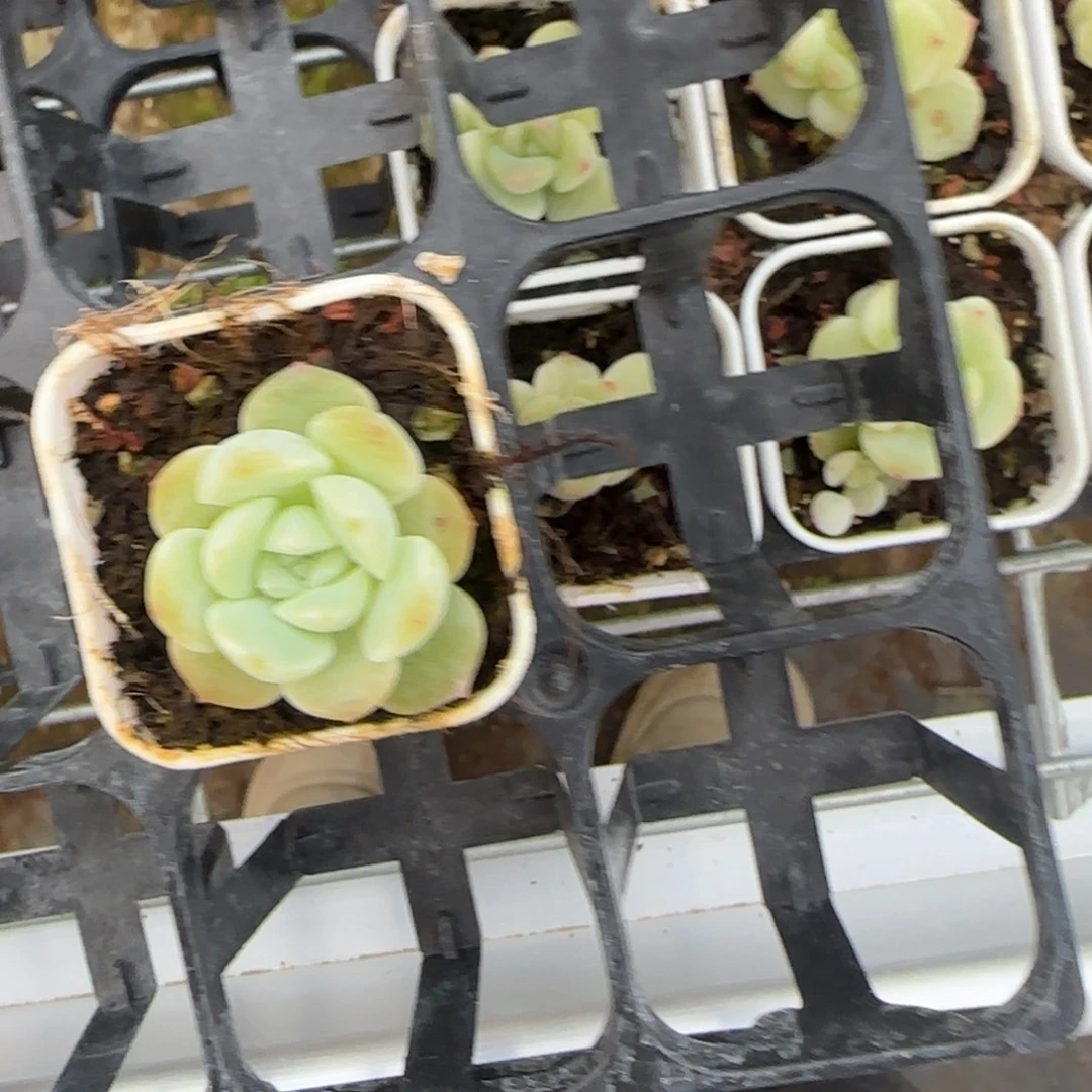 *****财富4 号1床一个个满25包邮