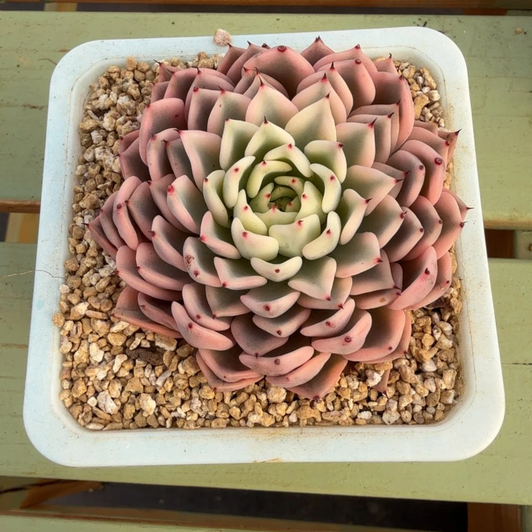 吉尔巴玫瑰锦锦上园艺一物一拍