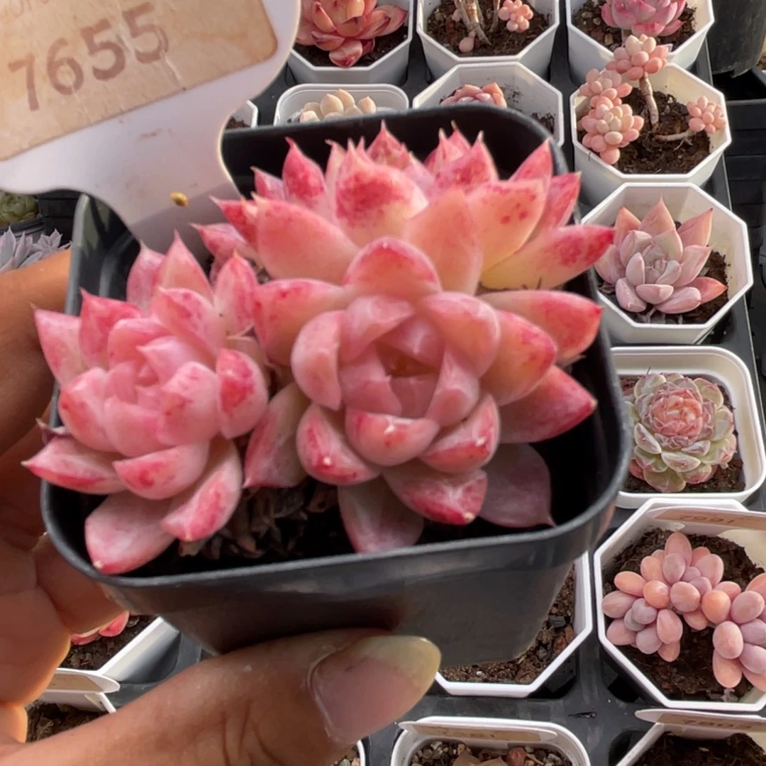 胭脂扣7655-6.0厘米