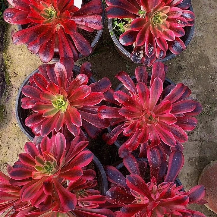 冰*法师锦多肉组合499