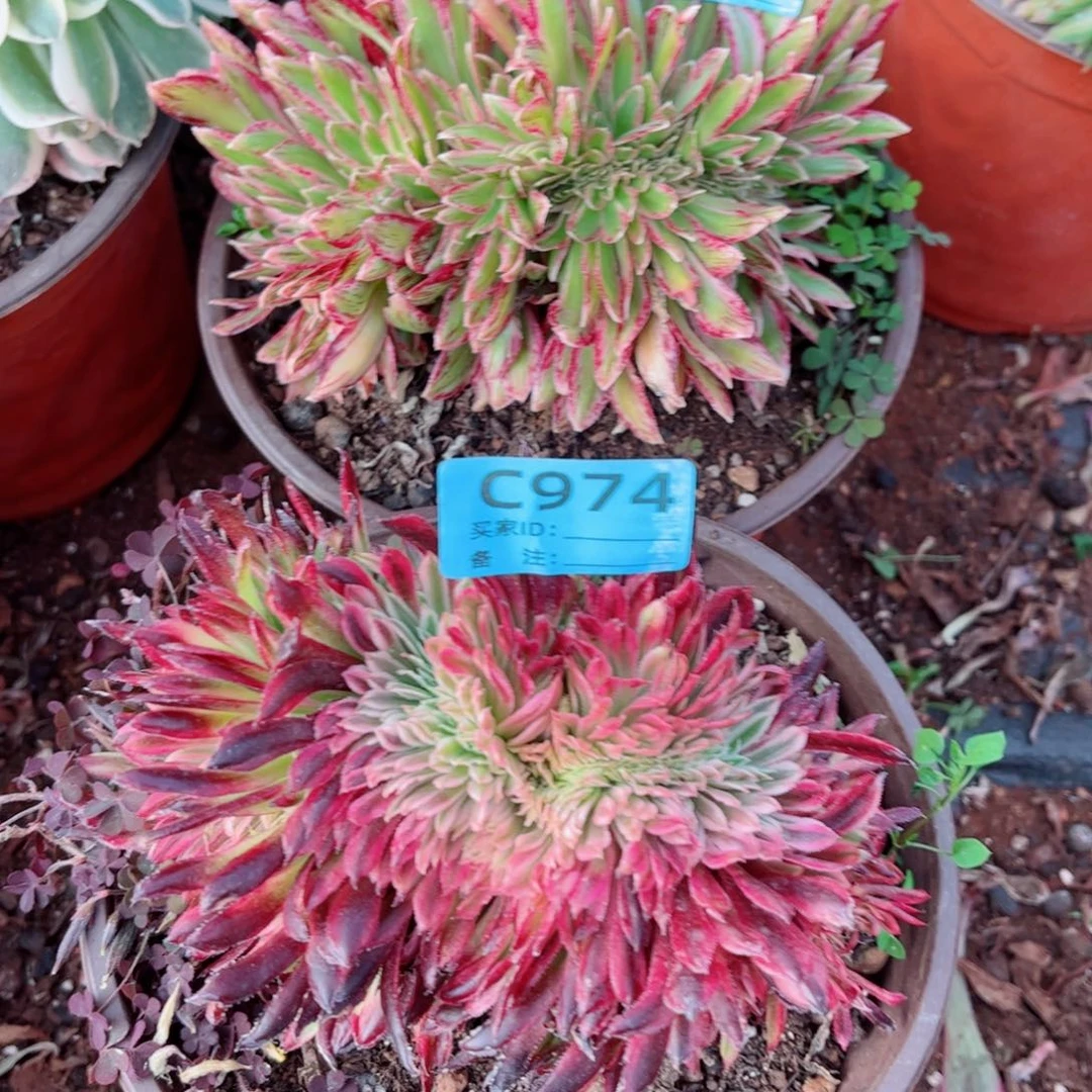 多肉植物974，973