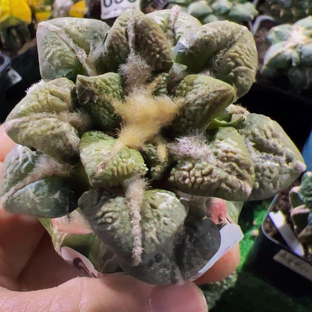 大尤黑牡丹仙人球675