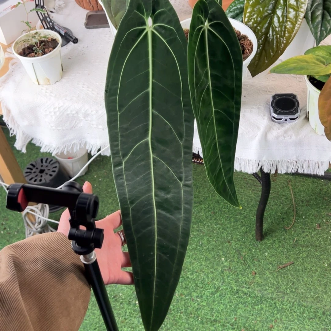 完全开放黑窄鹤后叶长54