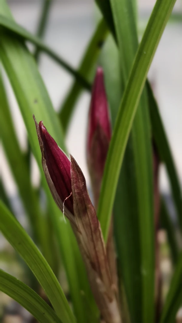 春兰红花直播拍品下单联系客服