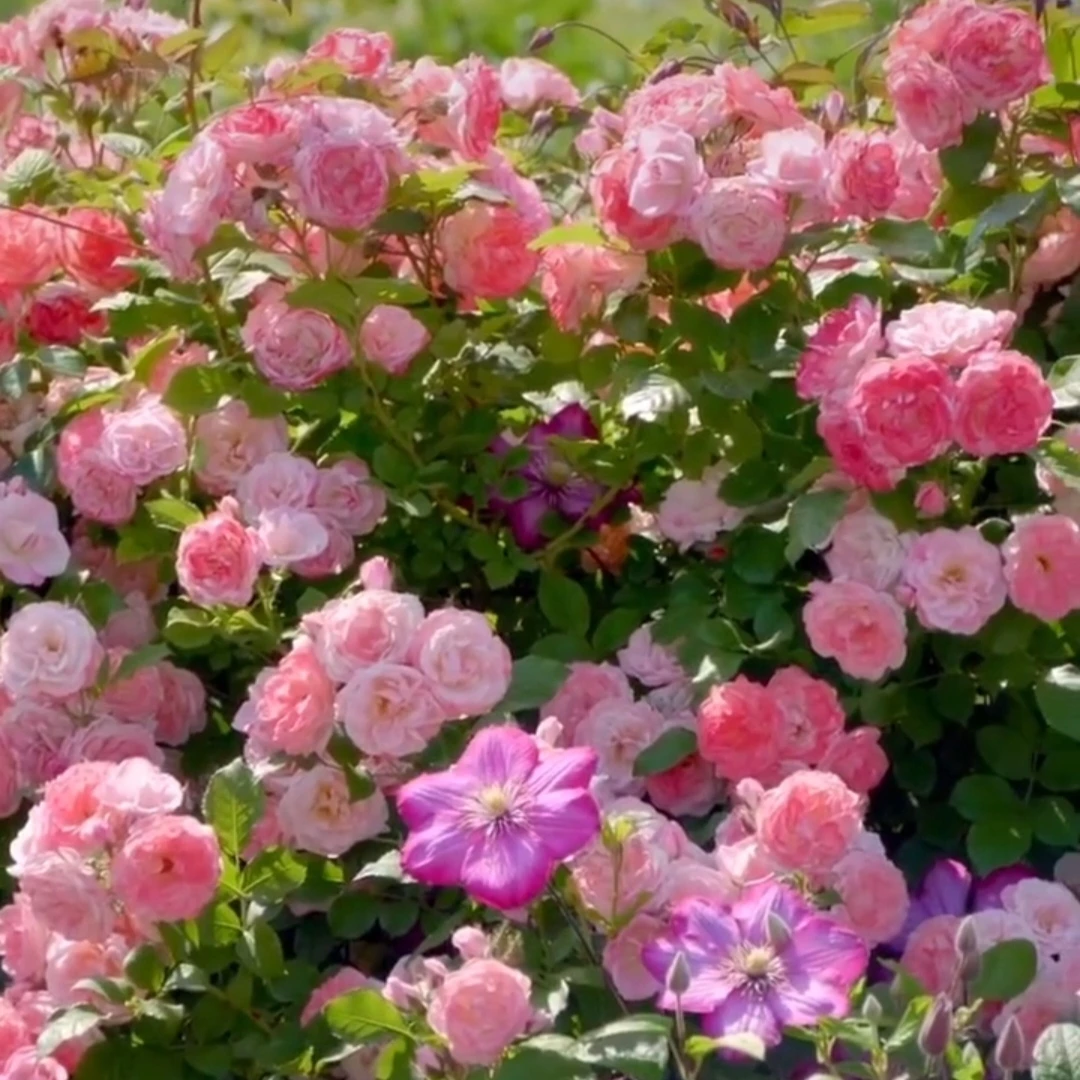 樱霞 多季多头勤花软细藤 爬藤月季蔷薇花苗