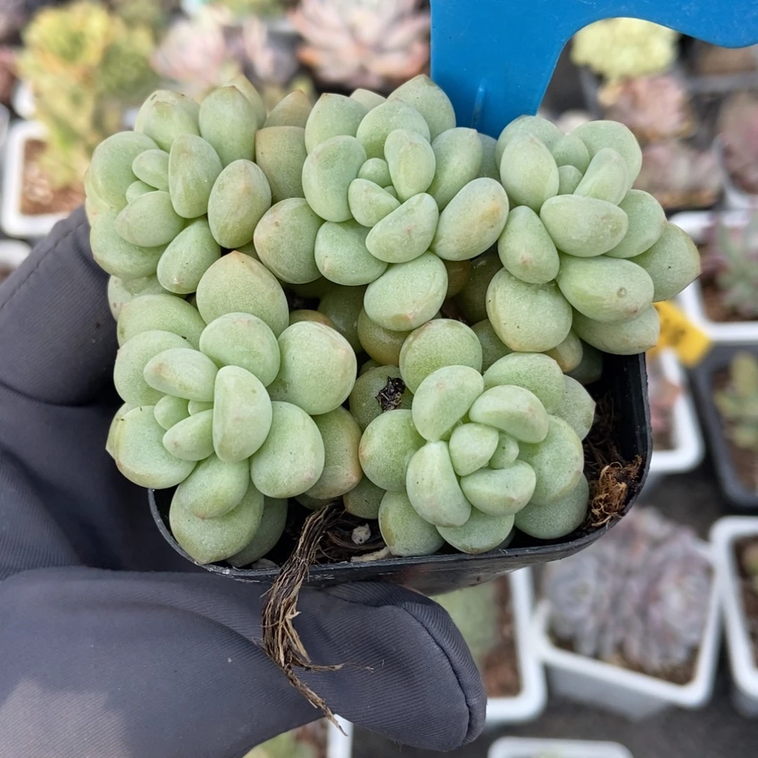 951泡泡糖多肉植物