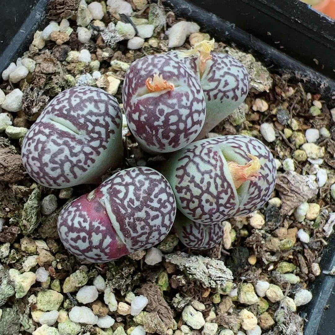 【闪购商品】111 特选
