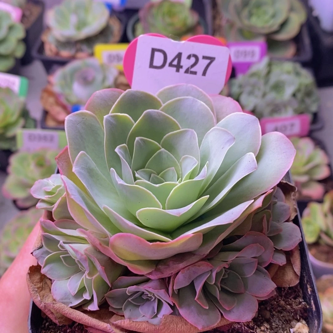 初*紫芙玫瑰群一物一拍D427
