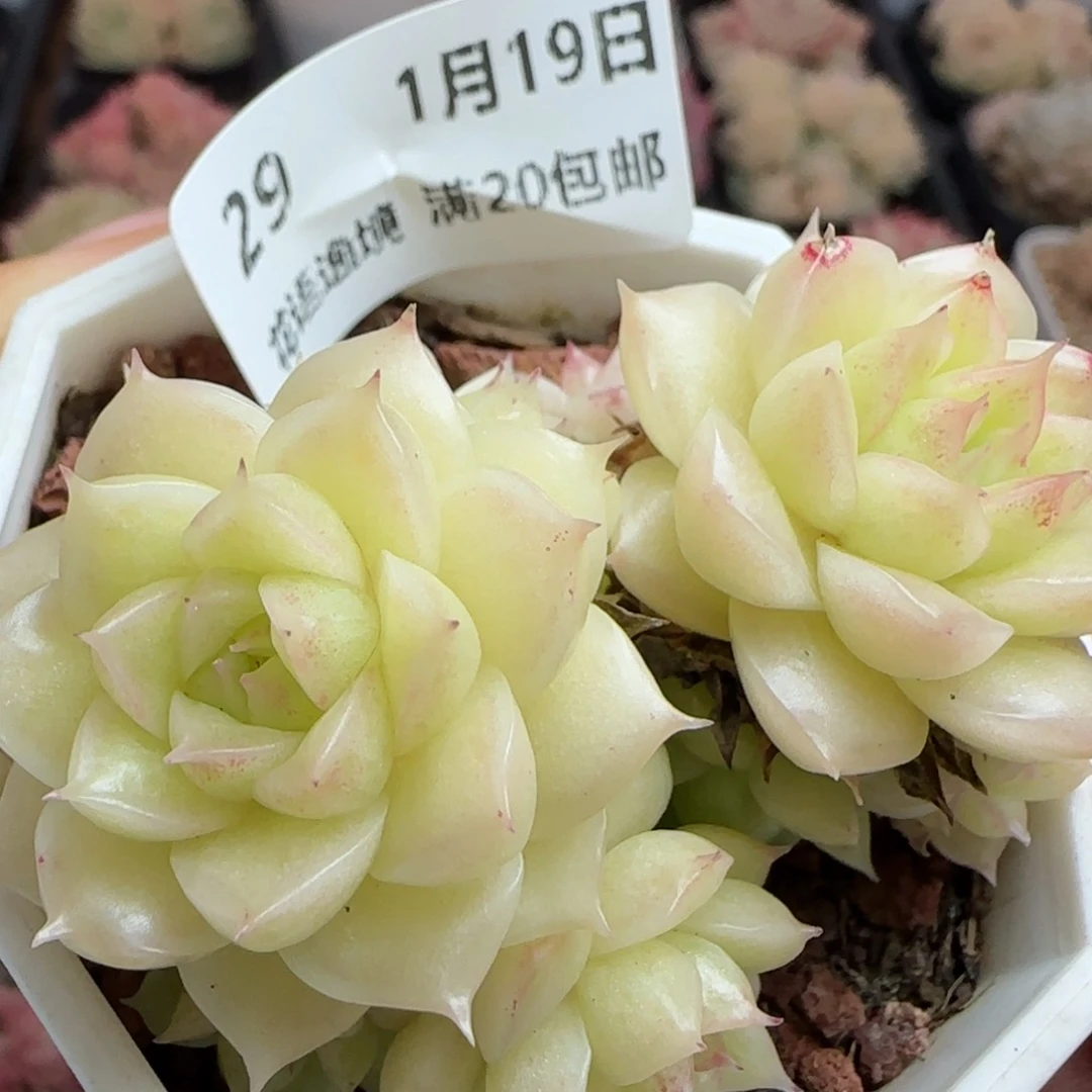 花语逸镜0119-29散