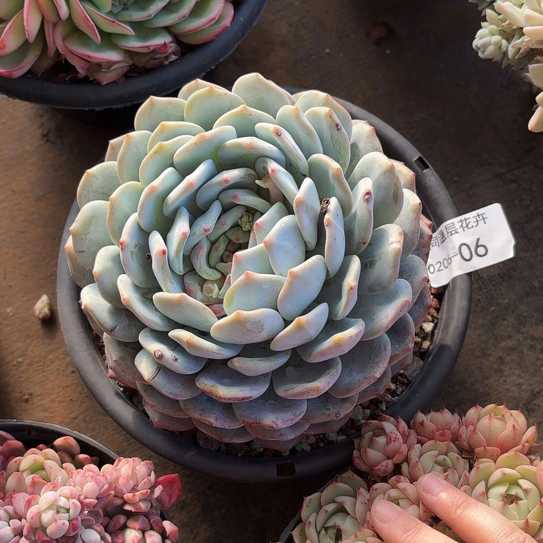 同温层多肉橙子06量拍