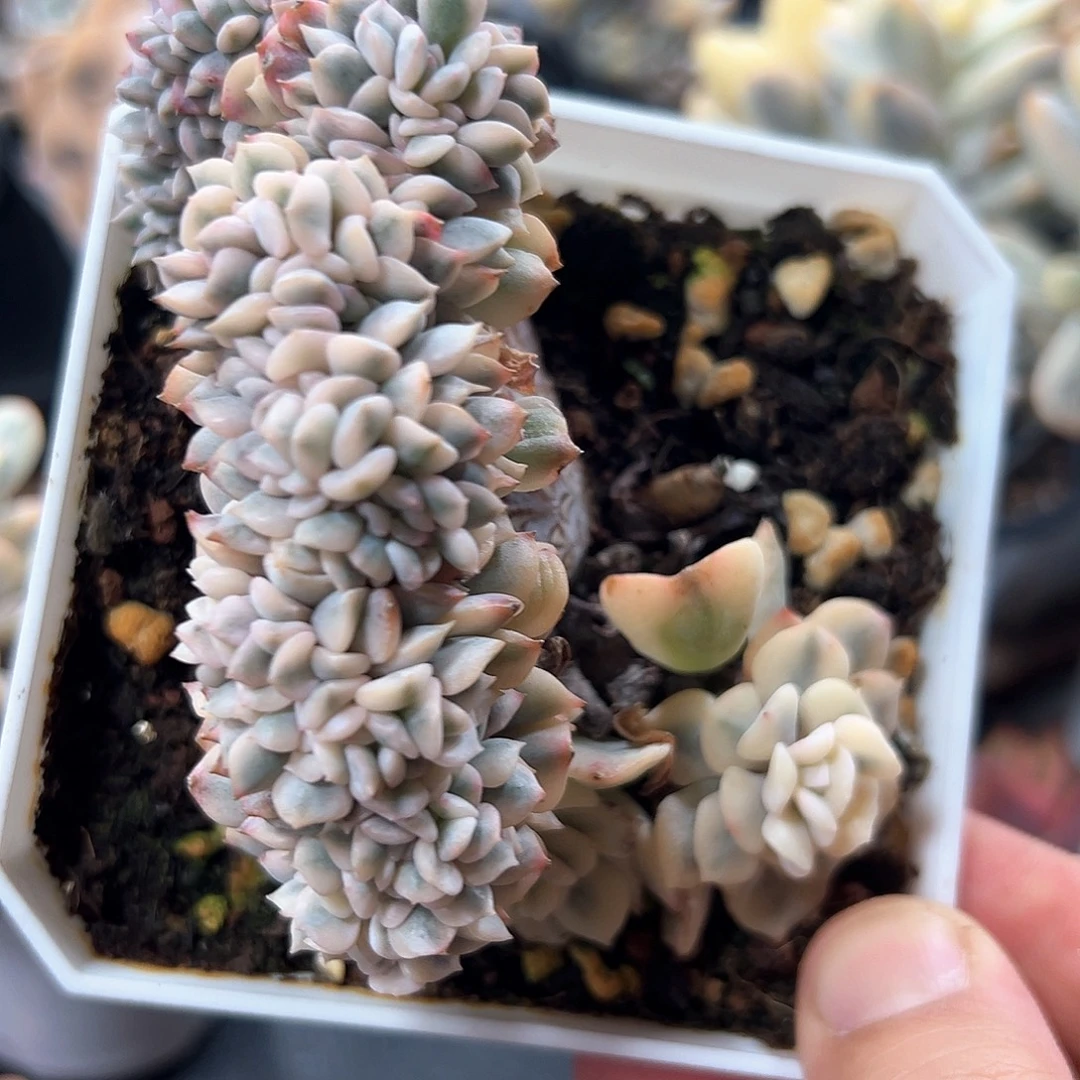 雪精灵锦 小方花圃一物一拍