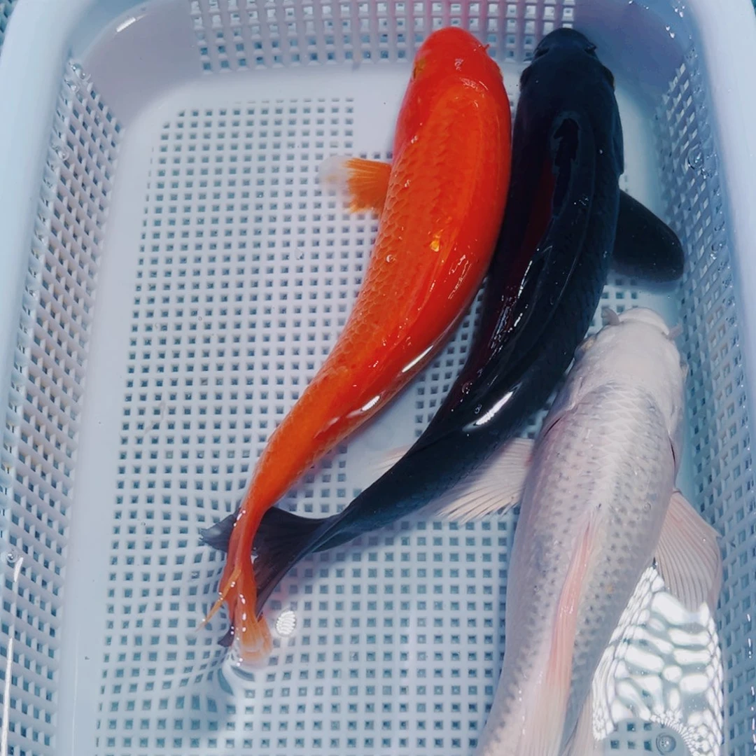 海水鱼锦鲤观赏鱼139